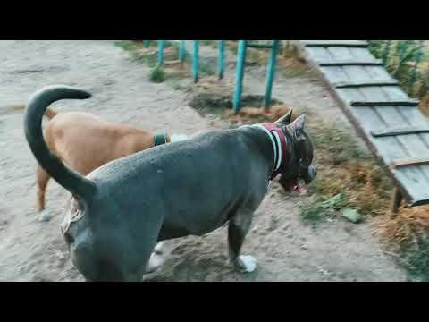 Видео: Гуляем на площадке. Амстафф туса