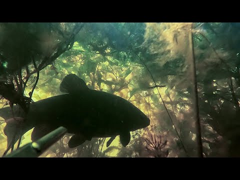 Видео: Снова линь