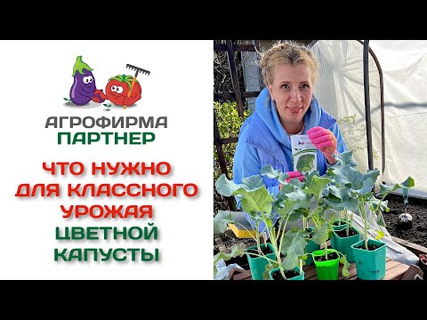 Видео: Что нужно для классного урожая цветной капусты