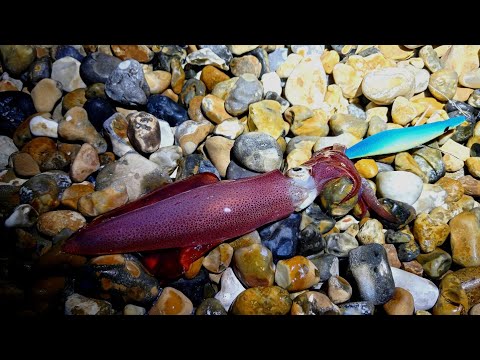 Видео: КАК ПОЛОВИТЬ КАЛЬМАРА — ПОЛНОЕ РУКОВОДСТВО ДЛЯ НАЧИНАЮЩИХ ПО ЛОВЛЕ КАЛЬМАРА — ЛОВЛЯ КАЛЬМАРА В ВЕ...