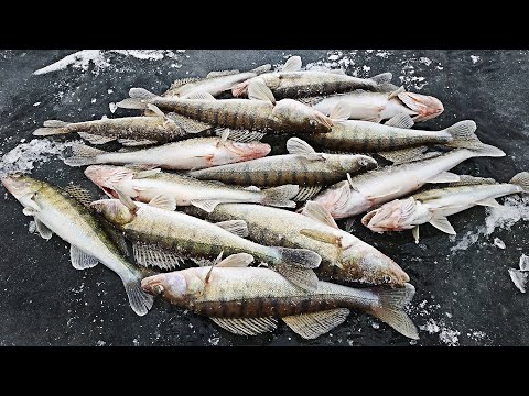 Видео: ОПУСТИЛ ЭТОТ РАТЛИН В ЛУНКУ И ПОНЕСЛАСЬ... ЛОВЛЯ СУДАКА ЗИМОЙ НА БАЛАНСИР. Зимняя рыбалка 2020