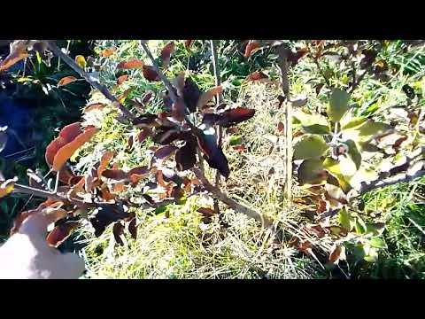 Видео: Насекомые, как переносчики опасных болезней плодовых культур  И прочее!