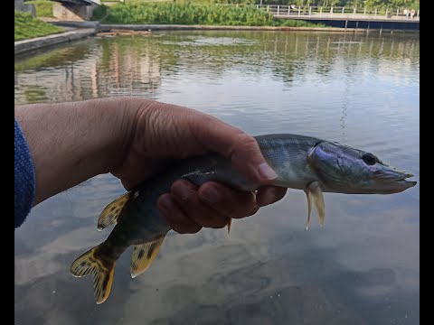 Видео: Испытание Dayo Hitman 198 0,1-3 гр #1 Новый супербюджетный мормоуниверсал