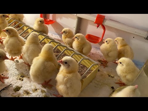 Видео: Информация для тех кто хочет выращивать бройлера