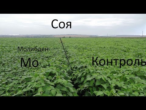 Видео: 29.07.2018 Соя, клубеньковые бактерии, молибден - визуальный эффект, прибавка 3 ц./га.