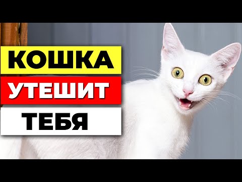 Видео: 5 способов, как кошка утешает тебя - когда ты даже не плачешь вслух