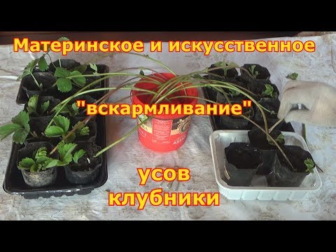 Видео: Два способа размножения клубники усами. "Искусственное" вскармливание обрезанных усов клубники.