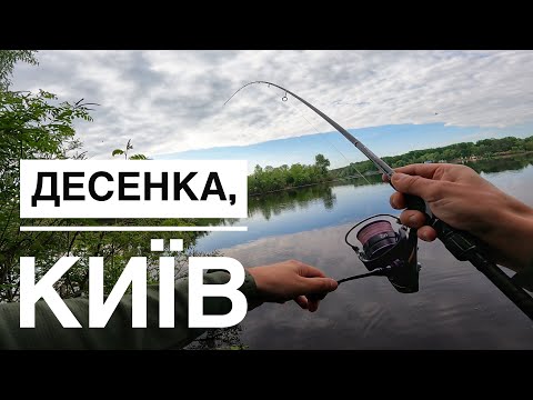 Видео: Хижаки на Десенці (Чорторої) в Києві.