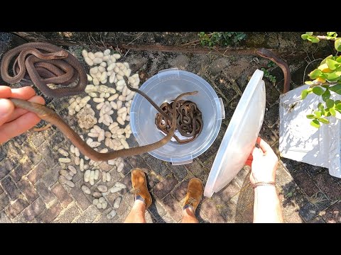 Видео: Нашествие самых ядовитых змей Африки! Часть 1