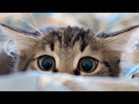 Видео: Кошка Лукерья категорически невзлюбила няню и,  как оказалось, не зря…