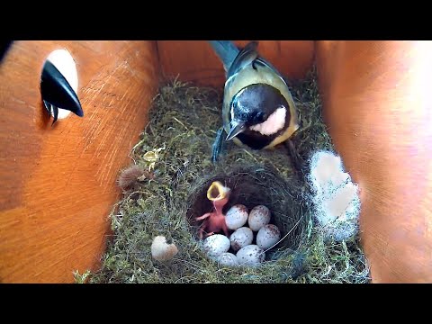 Видео: У НАС РОДИЛИСЬ МАЛЕНЬКИЕ ПТИЧКИ И ПОДВЕРГЛИСЬ АТАКЕ ХИЩНИКА!