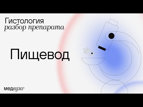 Видео: Гистология пищевода | Разбор гистологического препарата