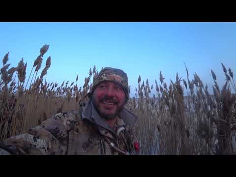 Видео: Охота на утку сезон 2021Год