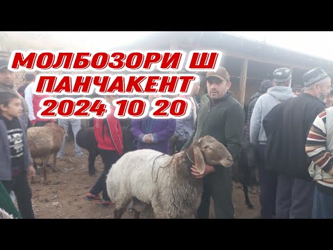 Видео: молбозори  ш панчакент 2024 10 24👉онлайн +79641705106