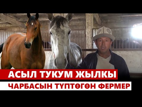 Видео: Чүй: Асыл тукум жылкы чарбасын түптөгөн фермер