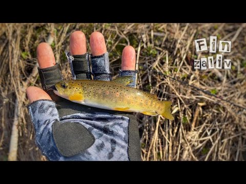Видео: Ловля дикой форели и хариуса на лесных реках Ленинградской области