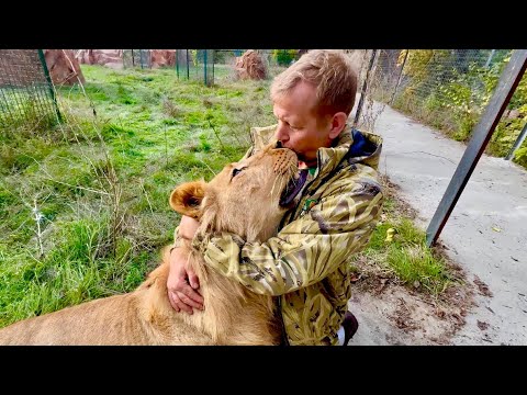 Видео: Львенка Рыжика спасали и лечили ДВА ГОДА, и вот теперь Олег Зубков создал ему СЕМЬЮ-ПРАЙД!