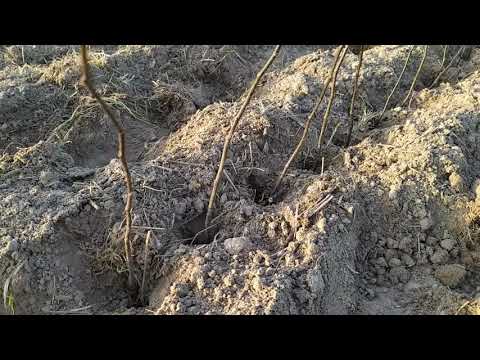 Видео: Нова закладка маточного ряду клонового підвою айви ВА-29. Підщепа для груші.