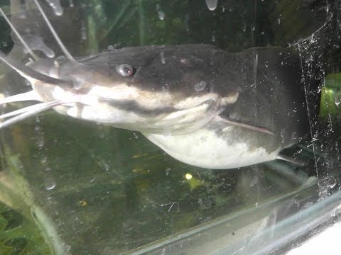 Видео: Очередная инкубация клариевого сома ! Regular incubation of catfish