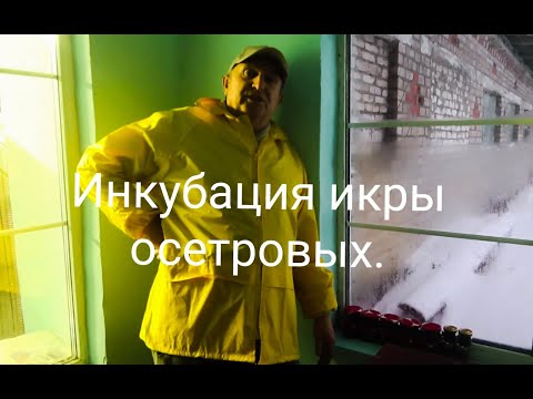 Видео: Инкубация икры осетровых.