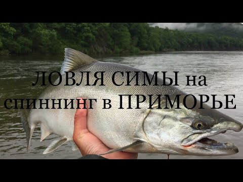 Видео: ЛОВЛЯ СИМЫ на спиннинг в Приморье! / River fishing / Catching salmon