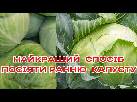 Видео: ЯКУ КАПУСТУ ПОСІЯТИ, ЩОБ БУТИ З РАННІМ УРОЖАЄМ/ ОБИРАЙТЕ ГІБРИДИ ВІДОМИХ ВИРОБНИКІВ #розсада_капусти