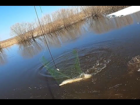 Видео: рыбалка на кривду щука на каждом забросе