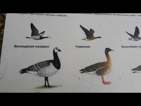 Видео: Ботанический сад , октябрь, часть вторая.