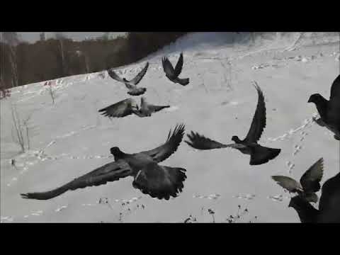 Видео: 15 02 2022г Выпуск ДЕРИШЕЙ.