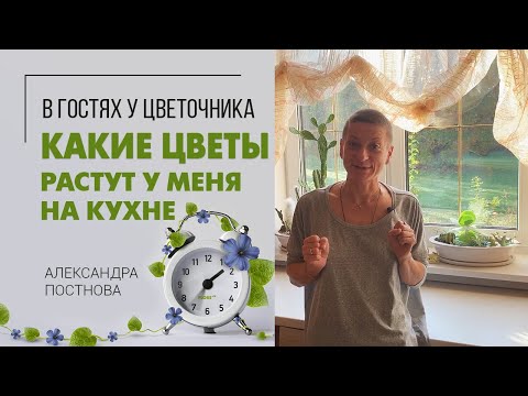 Видео: В гостях у закоренелого цветочника: моя кухня. Коллекция кактусов и суккулентов на моем окне.