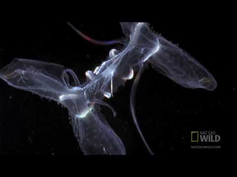 Видео: Самые странные животные: Гребневики