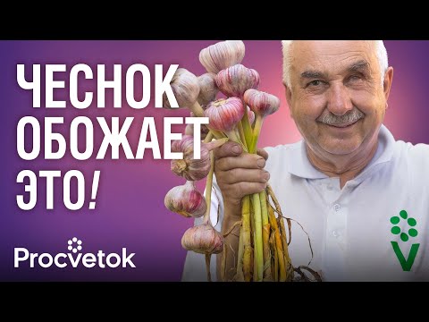 Видео: ЧЕСНОК И ЛУК ПРЕОБРАЗЯТСЯ НА ГЛАЗАХ ОТ ЭТОЙ ПОДКОРМКИ ! Быстро пойдут в рост и не будут желтеть