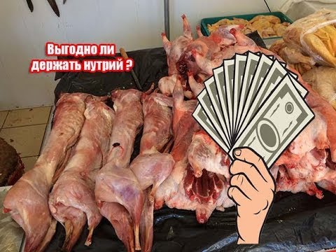 Видео: ВЫГОДНО ЛИ ДЕРЖАТЬ НУТРИЙ.  Мое мнение.