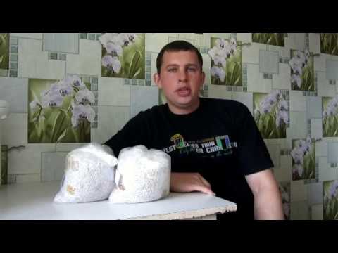 Видео: как получить зерновой мицелий из мицелия на палочках