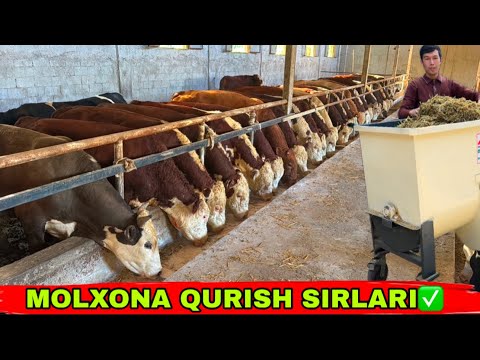 Видео: MOLXONA QURISH SIRLARI 👍 AL TEMUR N1 DRABILKA👍31 октября 2025 г.