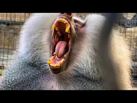 Видео: Елисей СЕГОДНЯ НЕ В ДУХЕ… поесть принесли, идите дальше работайте!))