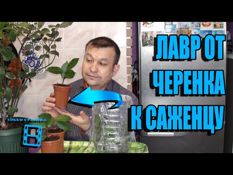 Видео: РЕЗУЛЬТАТ УКОРЕНЕНИЯ ЛАВРА БЛАГОРОДНОГО. РАЗМНОЖЕНИЕ ЛАВРА. ЭКЗОТИКА НА ПОДОКОННИКЕ