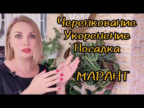 Видео: Черенкование, укоренение, посадка Марант Керховена, Лемонлайм, Триколор