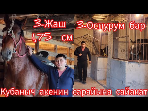 Видео: Куабыныч аке тел:+996 222 678 576 сарайына сайакат оспурумдор бар сатылат.