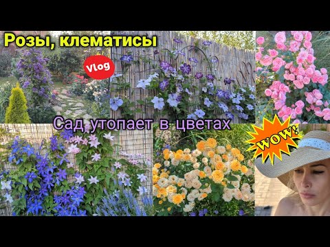 Видео: Прогулка по саду. Цветение роз и клематисов. Садовый влог. Обзор сада. Розы в жару.