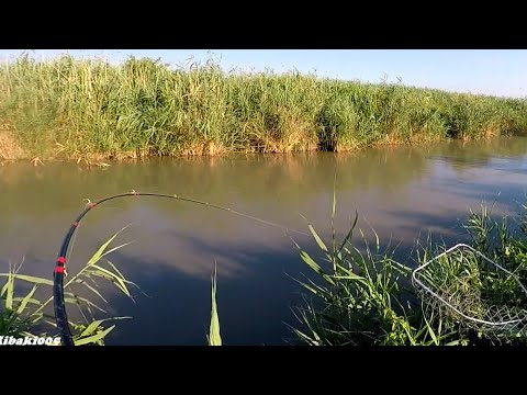 Видео: Вот это рыбалка !