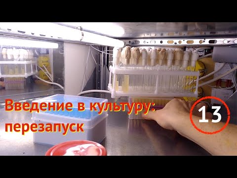 Видео: [13] Введение в культуру: перезапуск