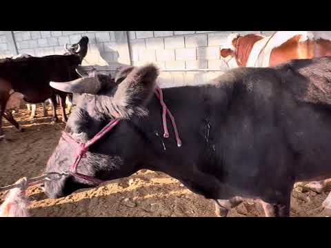 Видео: Молбозори Гулакандоз нархи молхо