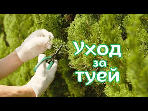 Видео: Уход за туей осенью.