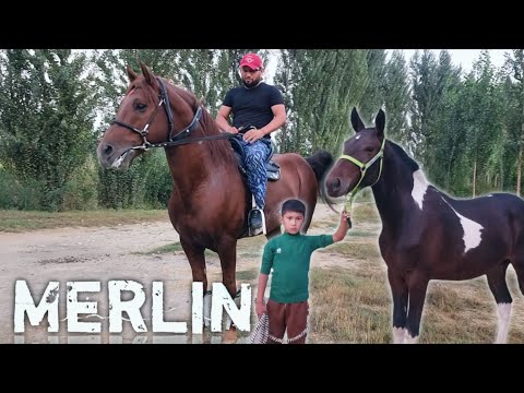 Видео: ЖАМШИДБЕКДА МЕРЛИН ОТ... 