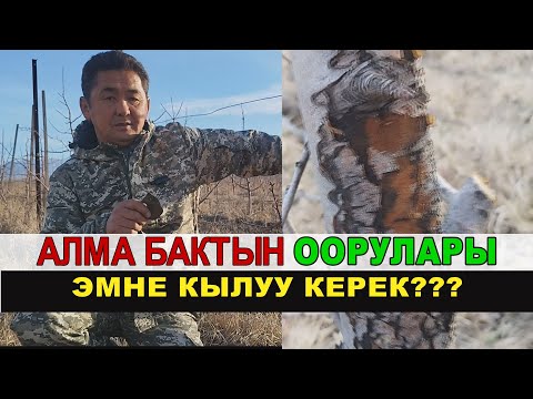 Видео: АЛМА БАКТЫН ООРУЛАРЫН БИЛЕСИЗБИ? ЭМНЕ кылуу керек??? КМЦ КЫРГЫЗСТАН