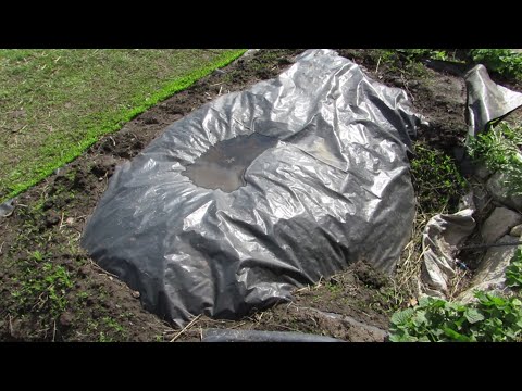 Видео: Раскрытие инжира после зимы.