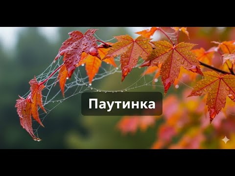 Видео: Паутинка
