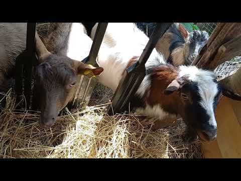 Видео: Отвечаю на вопросы, козы, цыплята, плодовые деревья.