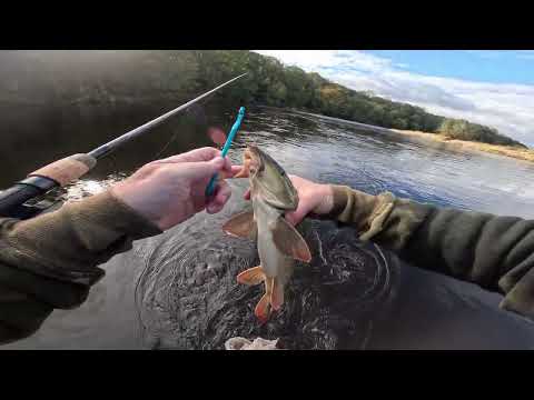 Видео: Усач и голавль на поплавке